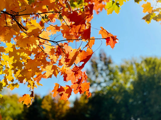 FUROUMで魅せる秋冬カラースタイル 2025Autumn&Winter